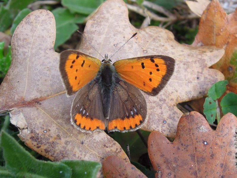 Lycaena phlaeas